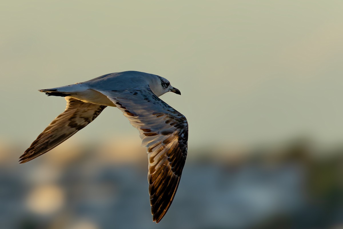 Mouette mélanocéphale - ML646862662