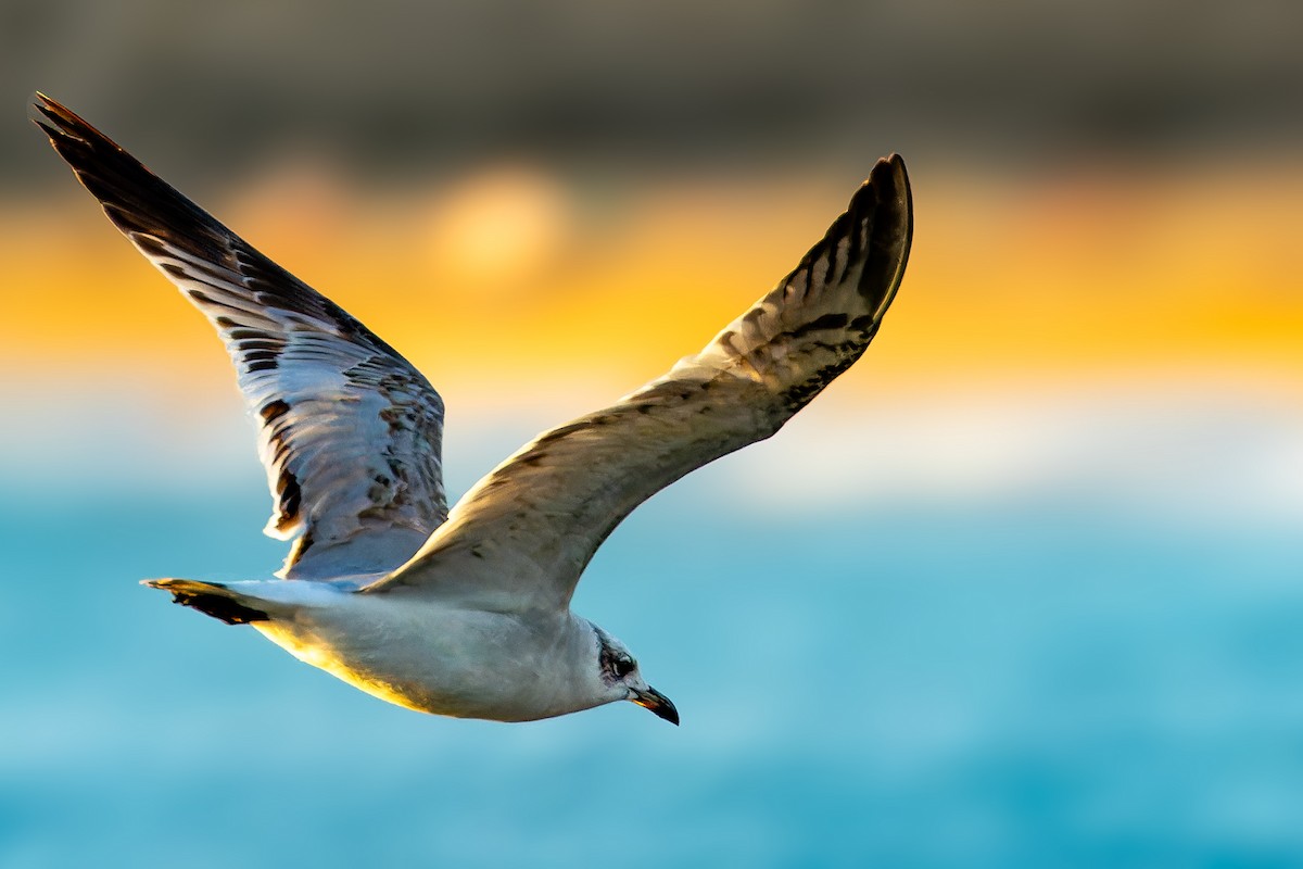 Mouette mélanocéphale - ML646862663