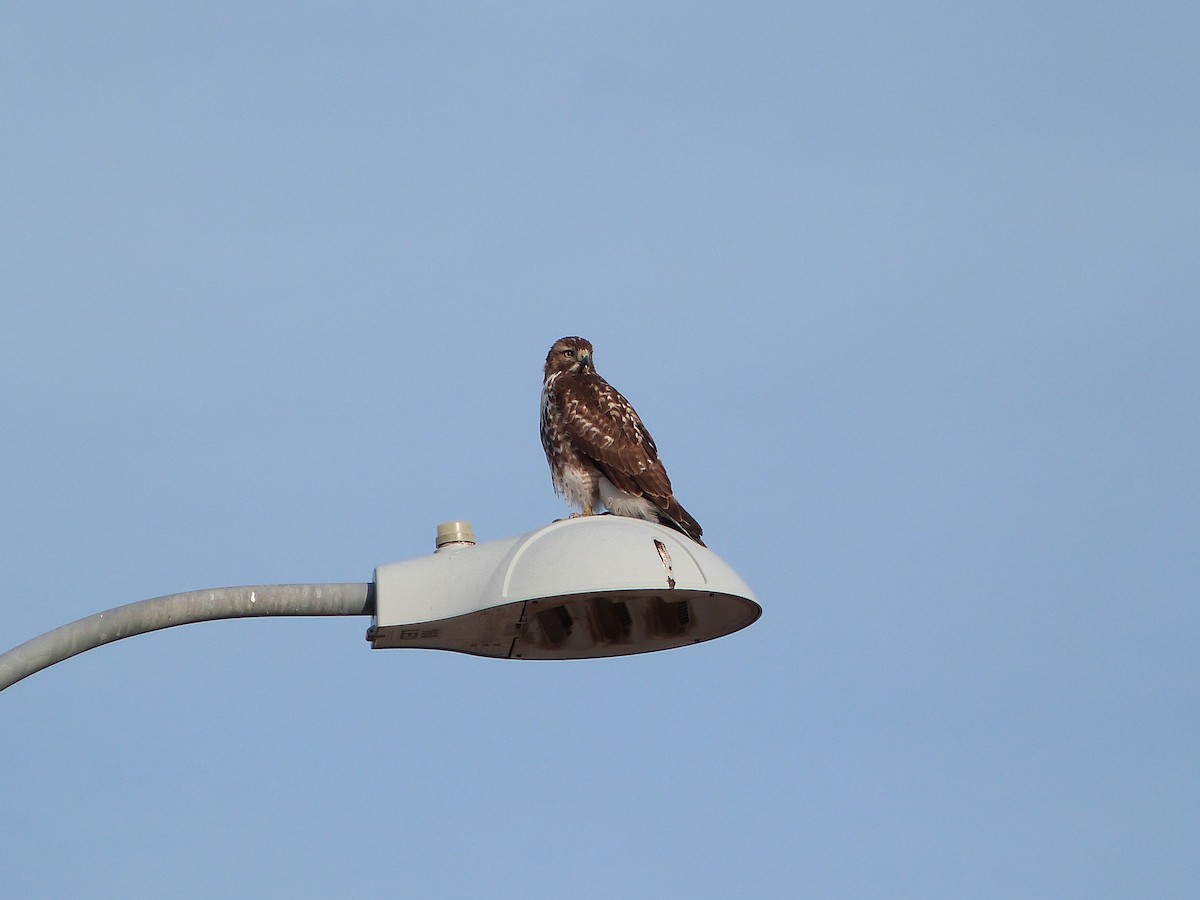 Poiana codarossa - ML646862665