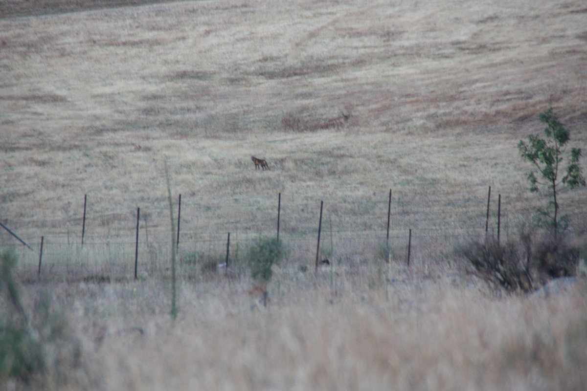 Red Fox - ML646862666