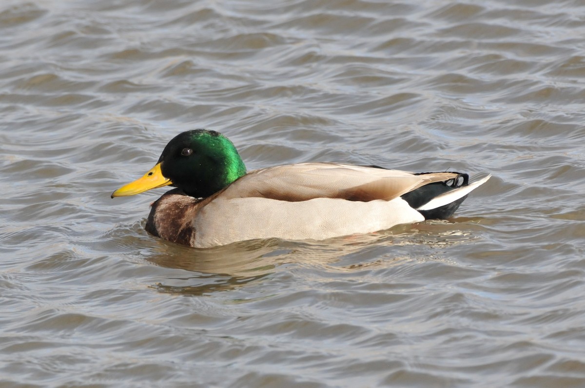 kachna divoká - ML646862670