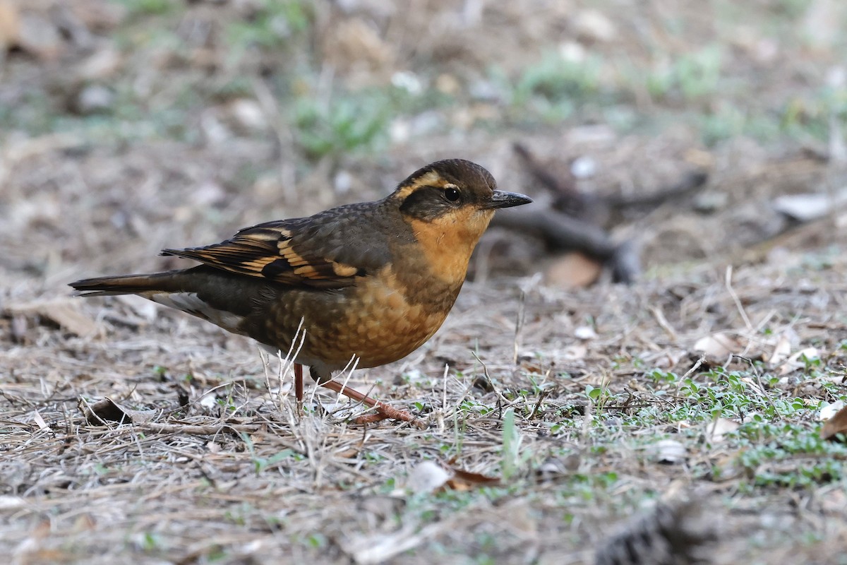 Varied Thrush - ML646862671