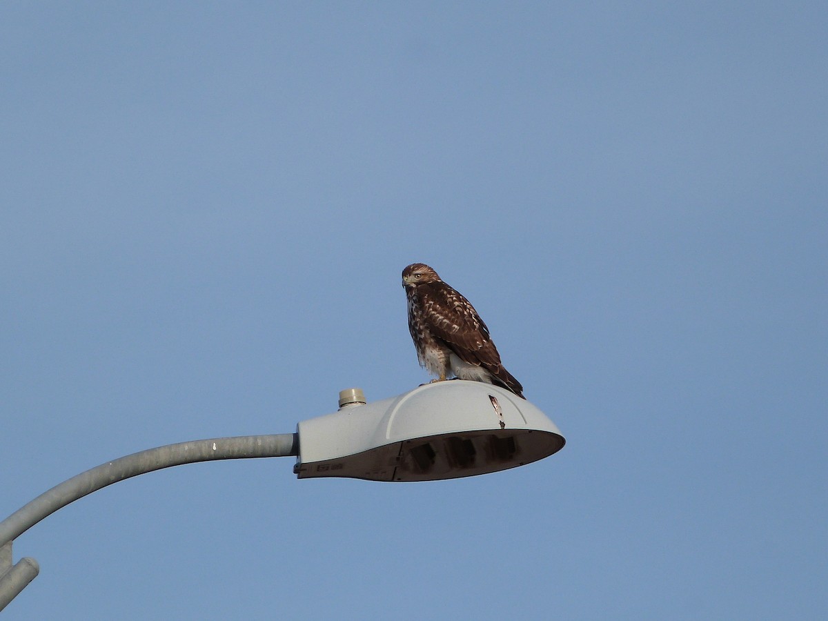 Poiana codarossa - ML646862672