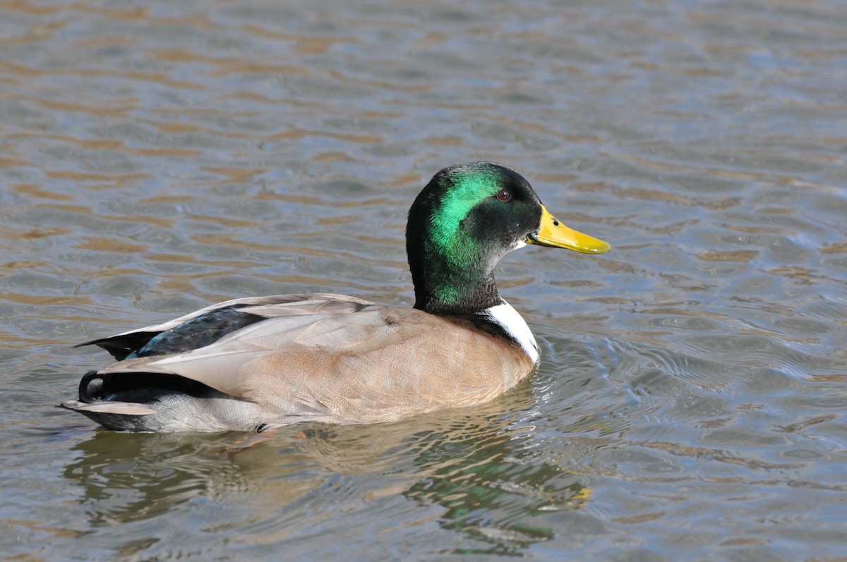 kachna domácí - ML646862673