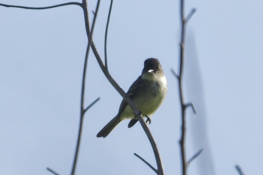 Феб буроспинний - ML646862674