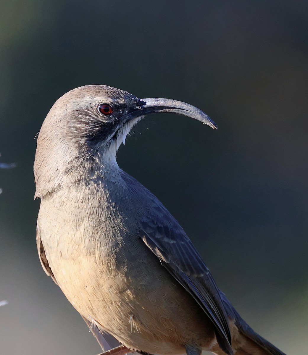 California Thrasher - ML646862675