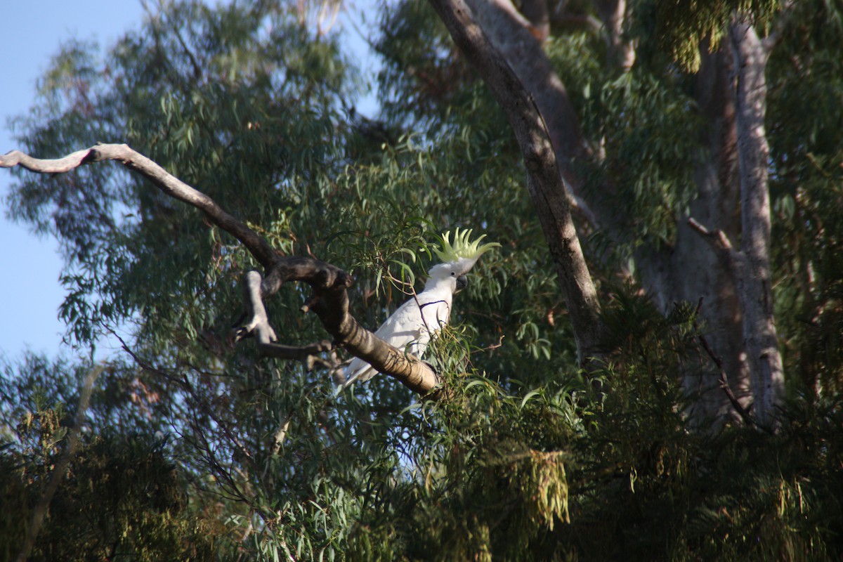 Sulphur-crested Cockatoo - ML646862680