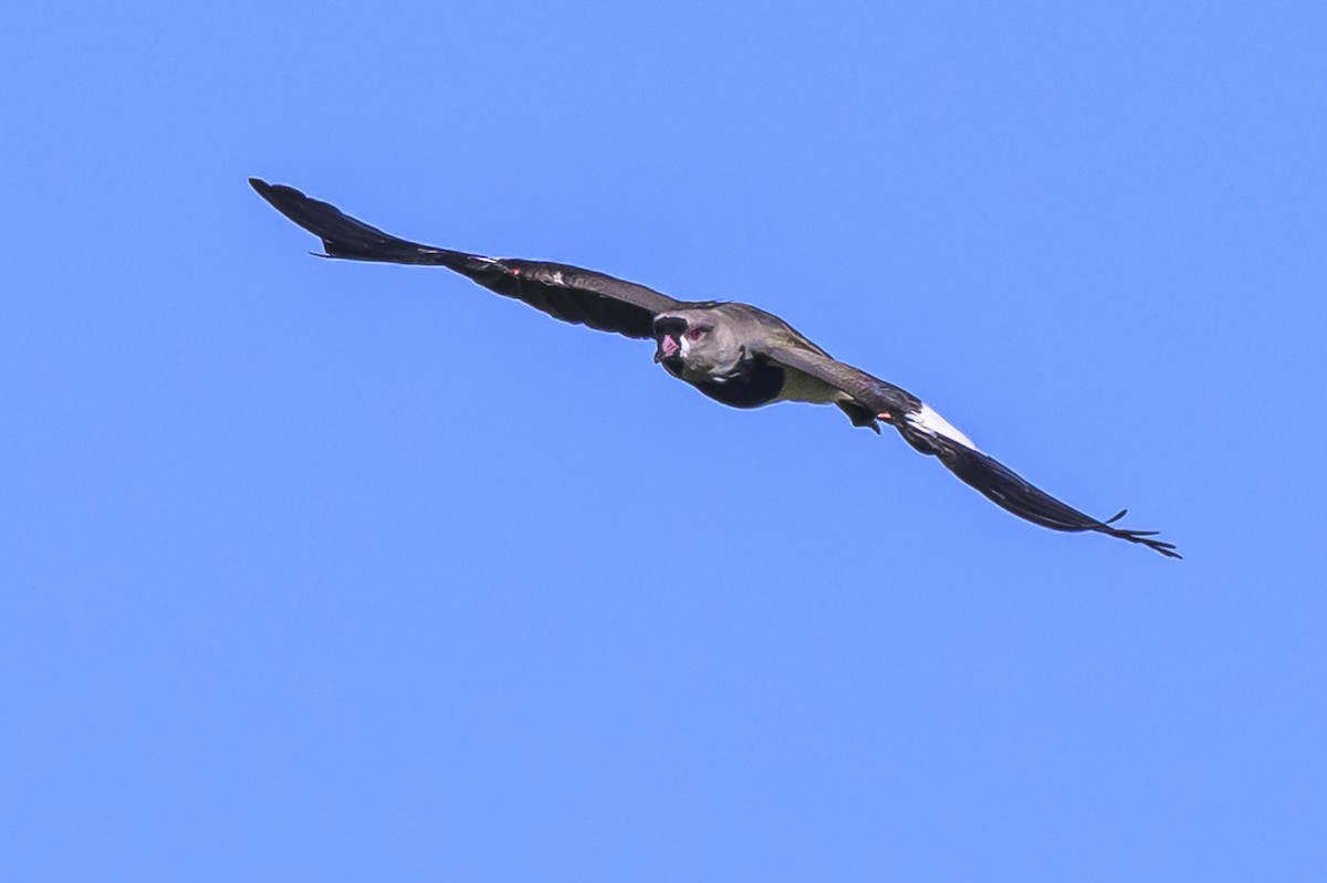 čejka jihoamerická - ML646862681