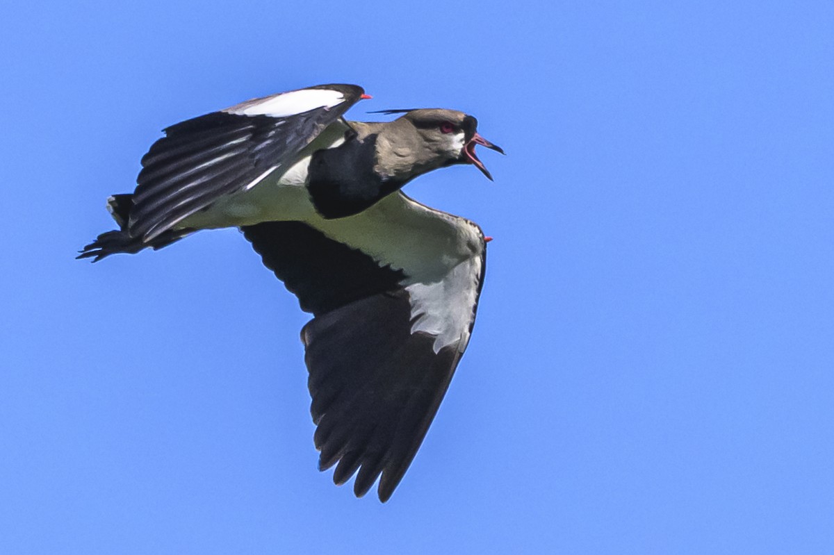 čejka jihoamerická - ML646862682