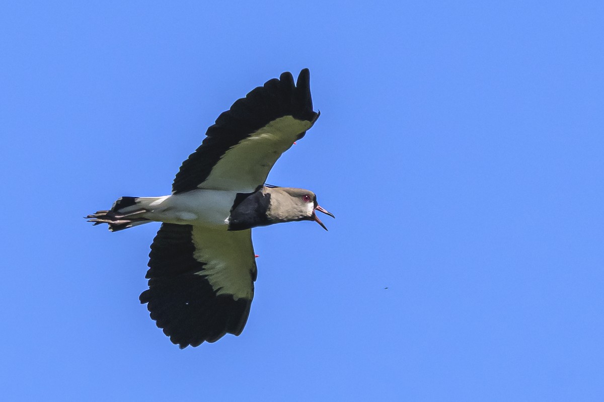 čejka jihoamerická - ML646862683