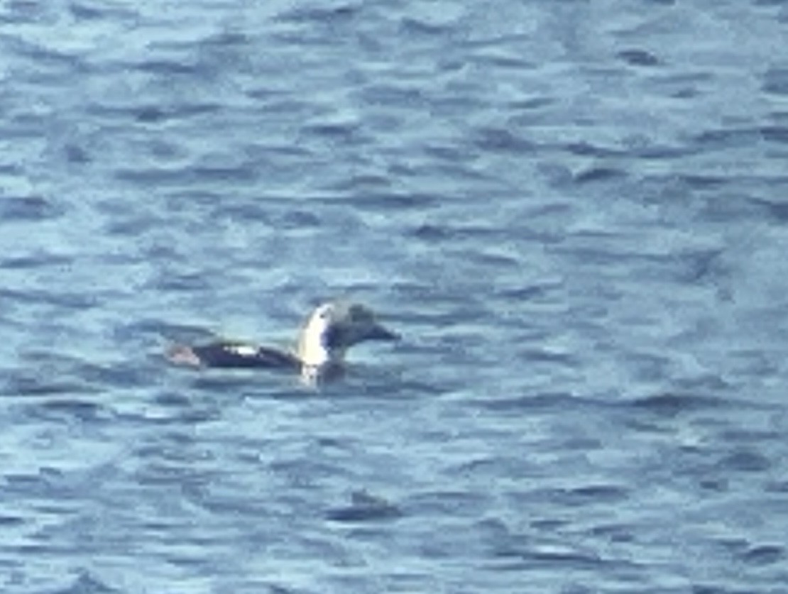 Long-tailed Duck - ML646862685
