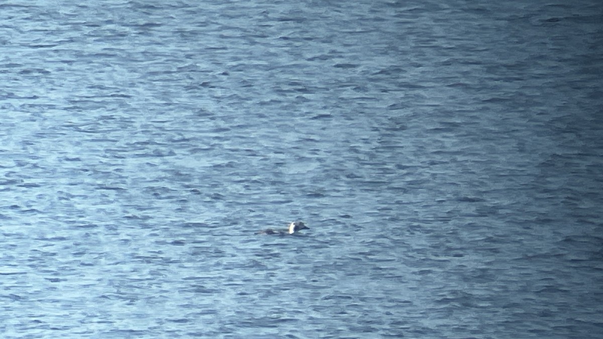 Long-tailed Duck - ML646862686
