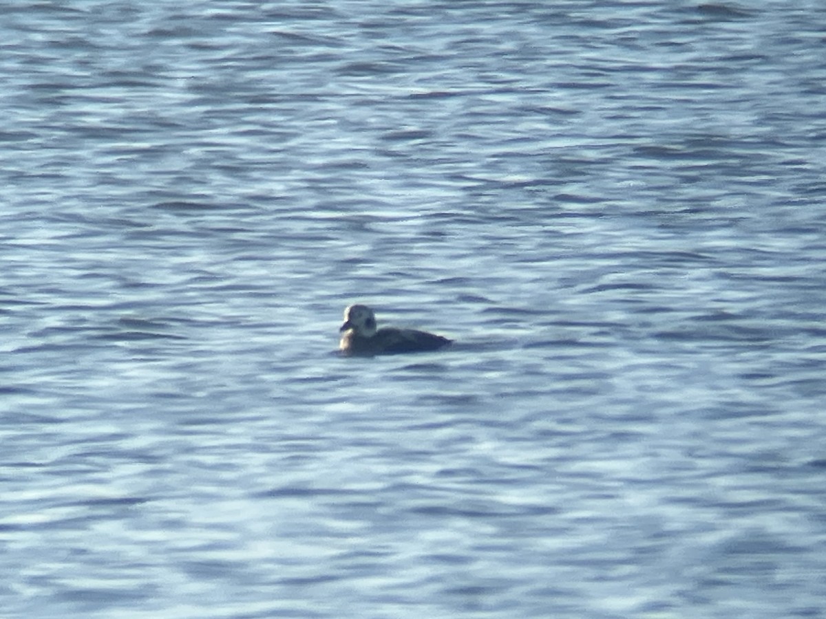 Long-tailed Duck - ML646862687