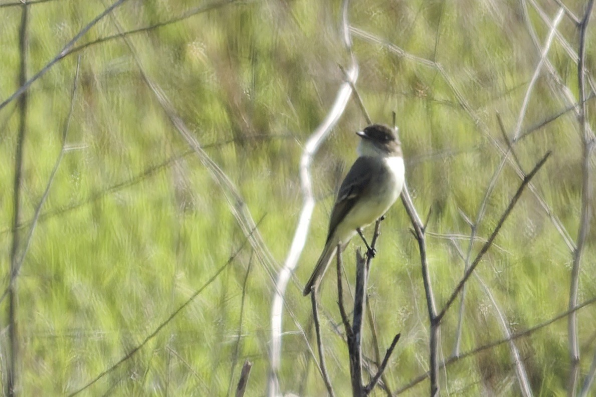 Феб буроспинний - ML646862688