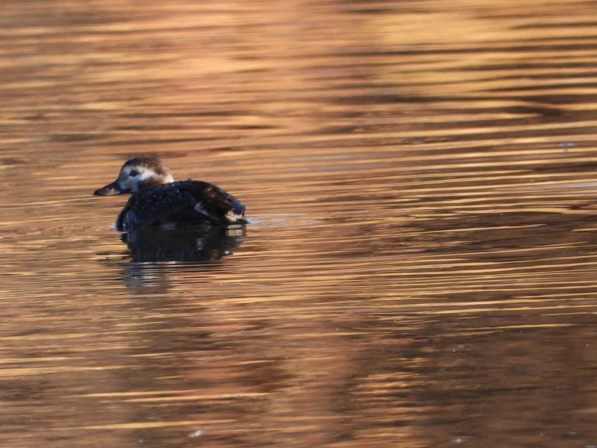 hoholka lední - ML646862689