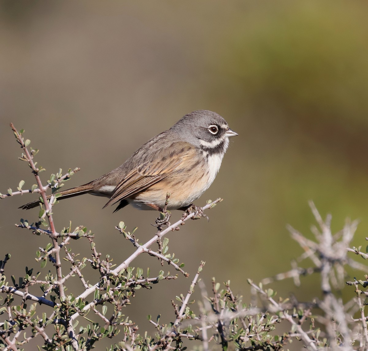 Bell's Sparrow - ML646862691