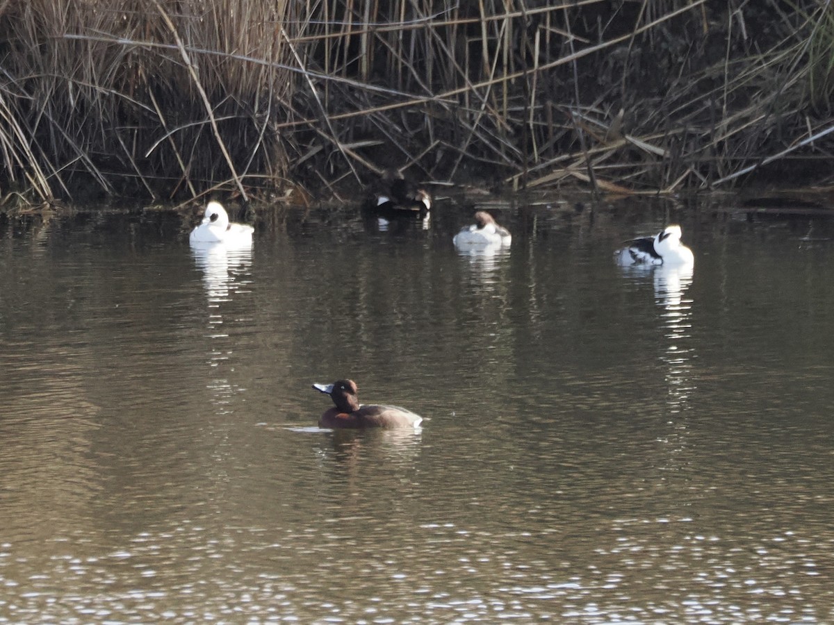 Ferruginous Duck - ML646862694