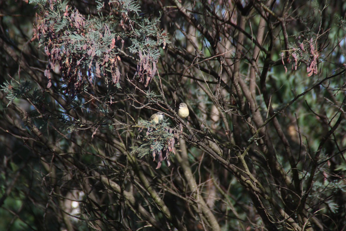 Yellow-rumped Thornbill - ML646862697
