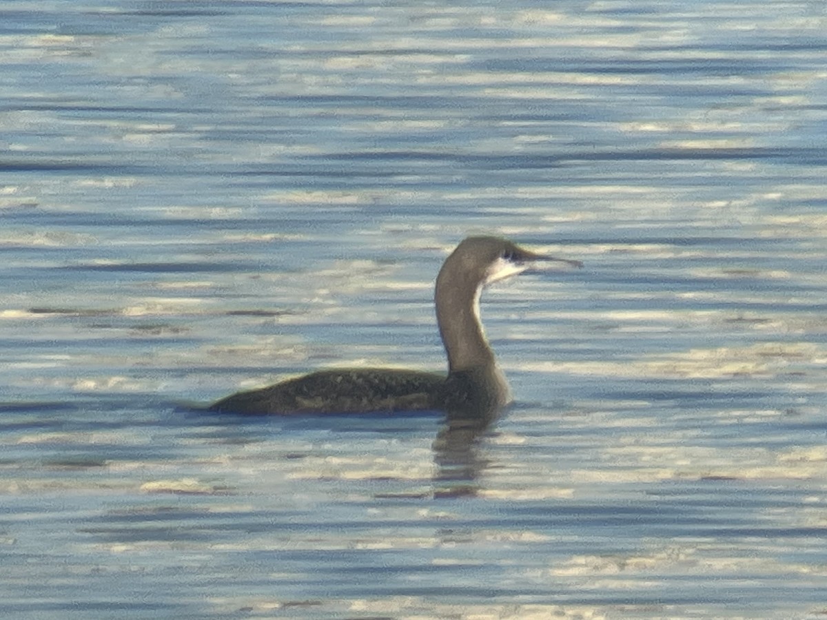 Pacific Loon - ML646862699