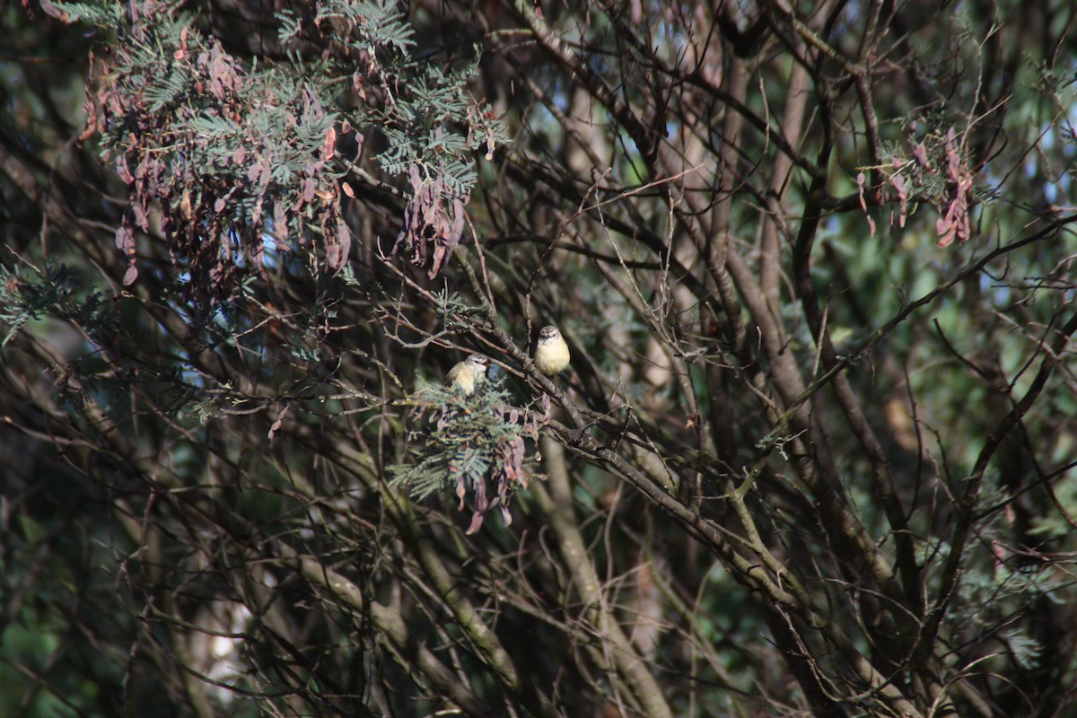 Yellow-rumped Thornbill - ML646862705