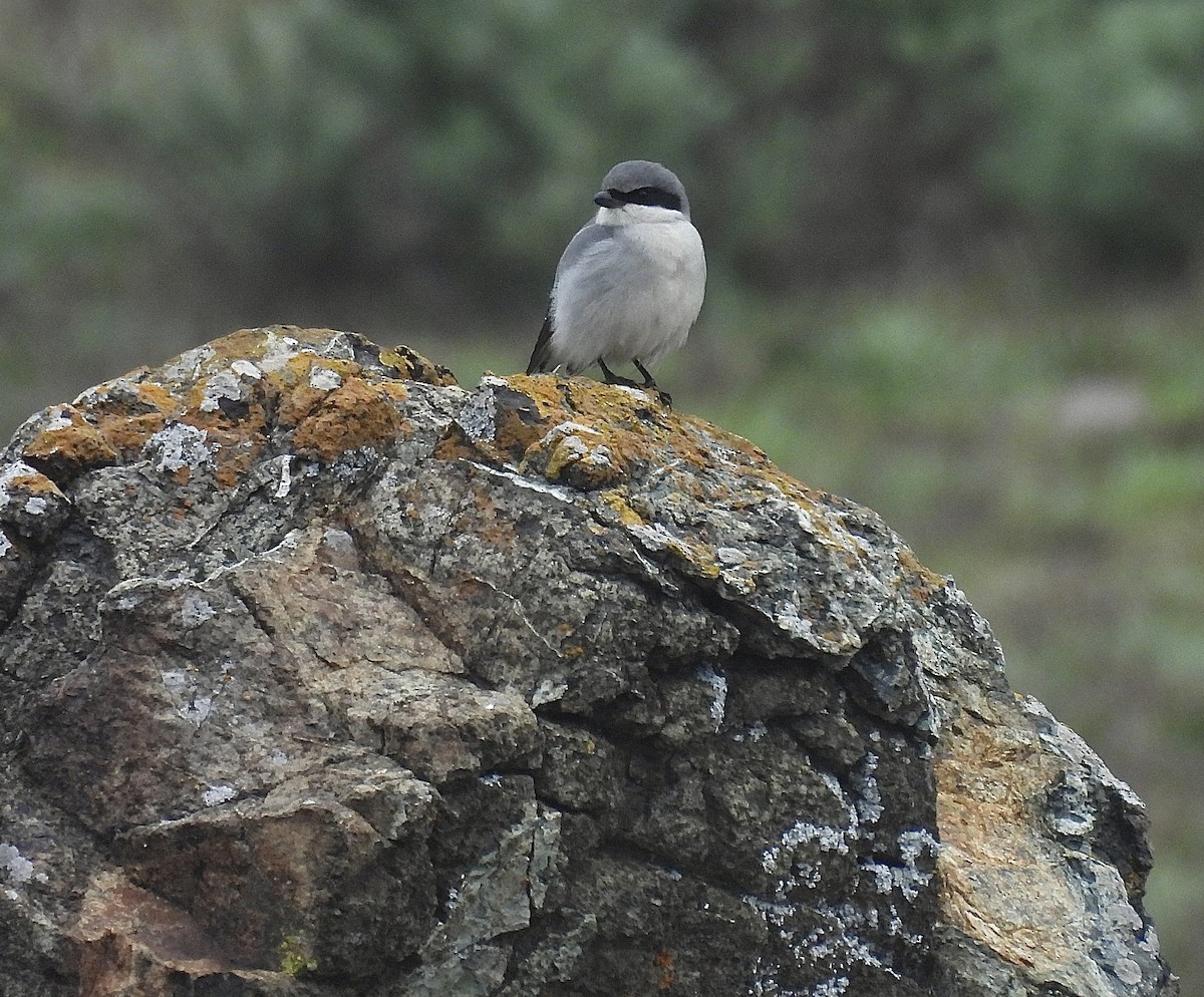 Loggerhead Shrike - ML646862706