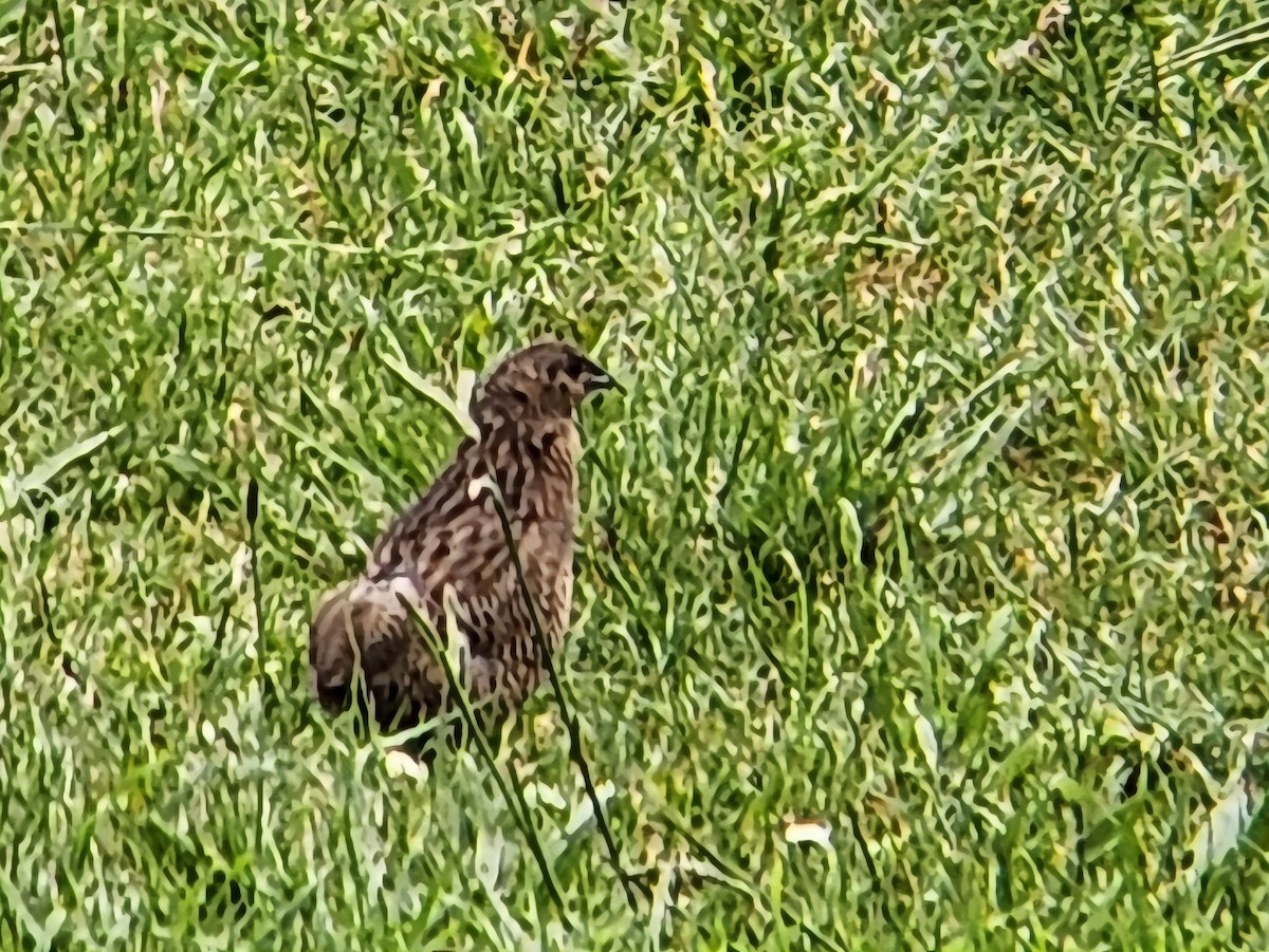 Перепілка бура - ML646862707