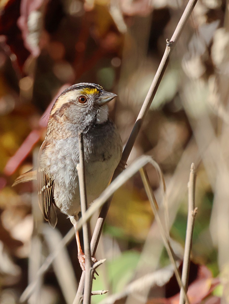 White-throated Sparrow - ML646862709