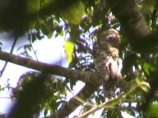 Great Potoo - ML646862710