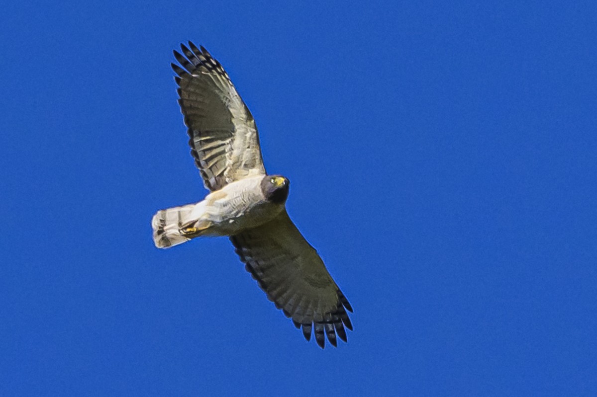 Roadside Hawk - ML646862712