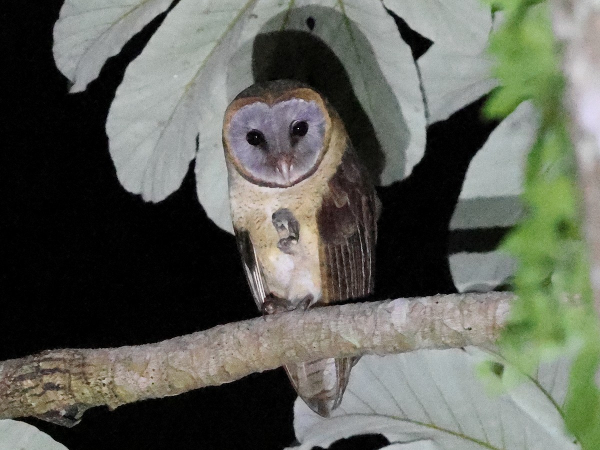 Ashy-faced Owl - ML646862713