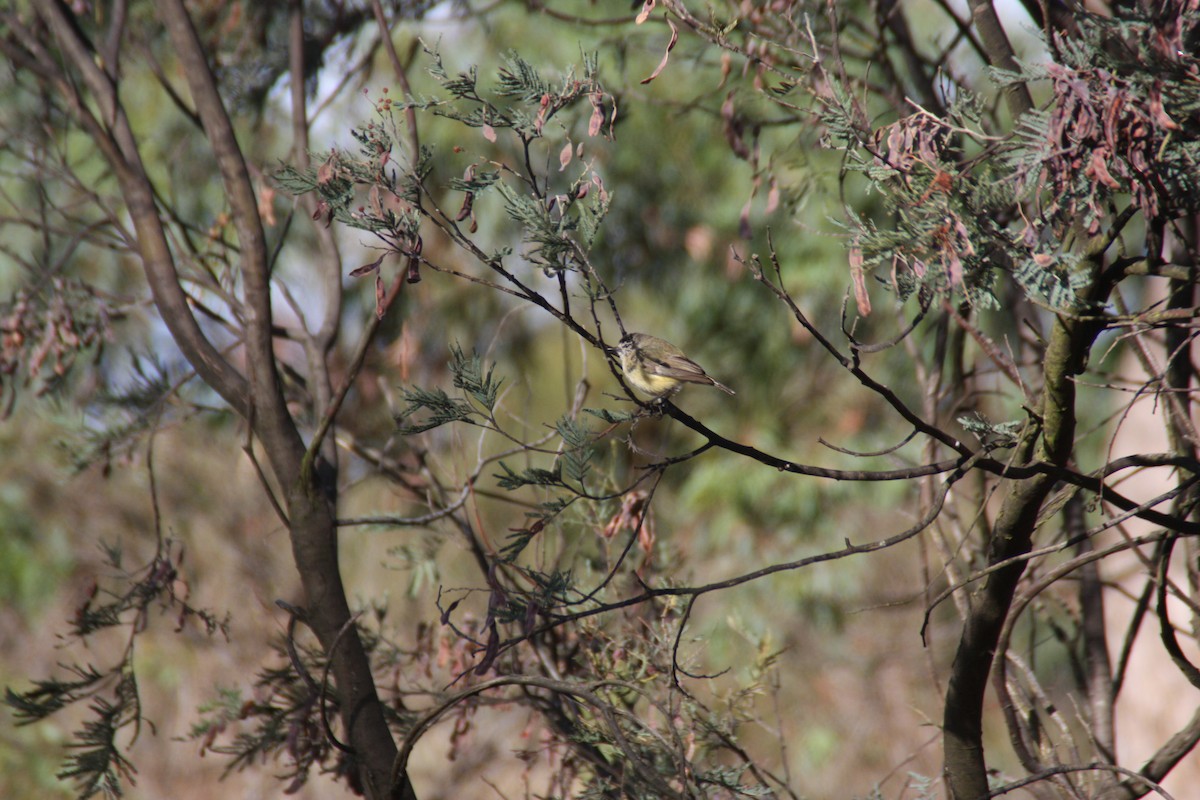 Yellow-rumped Thornbill - ML646862714