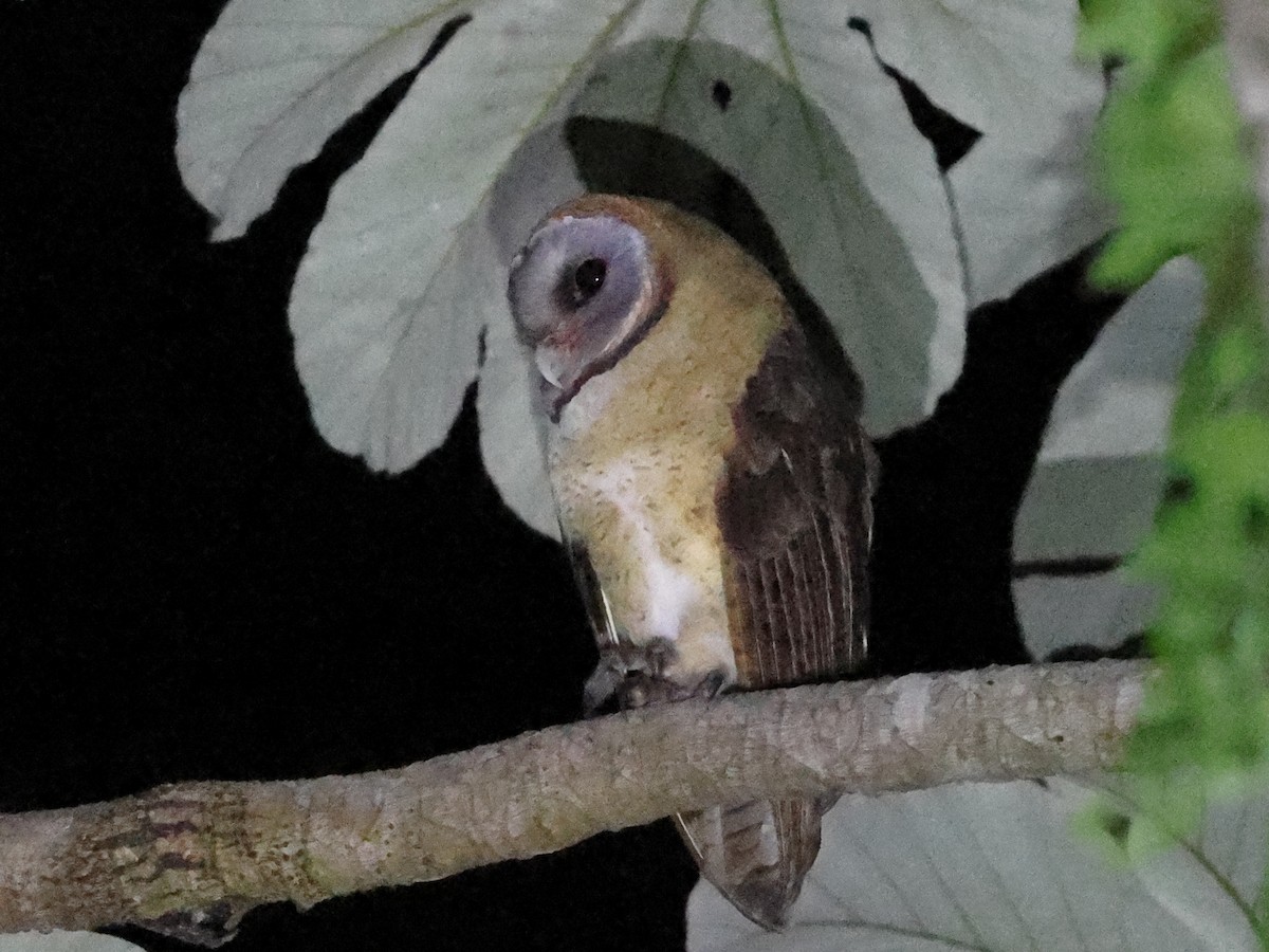 Ashy-faced Owl - ML646862717