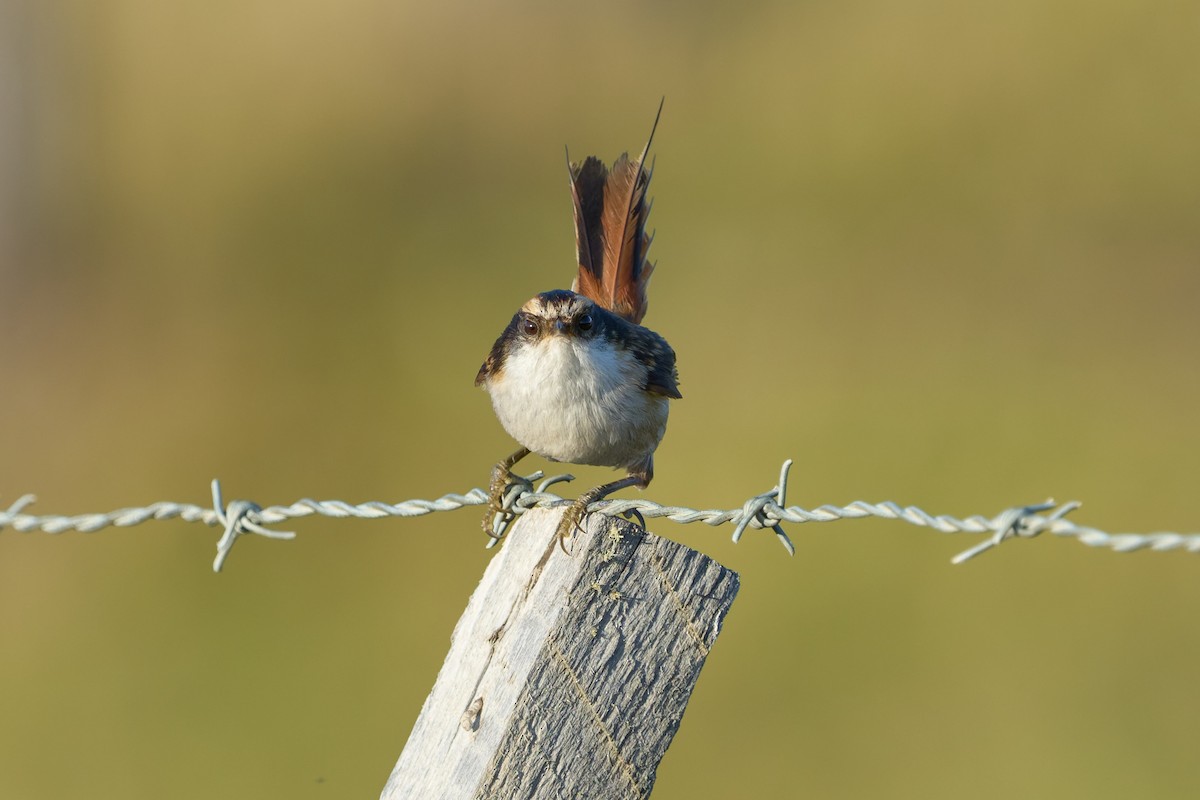 Thorn-tailed Rayadito - ML646862718