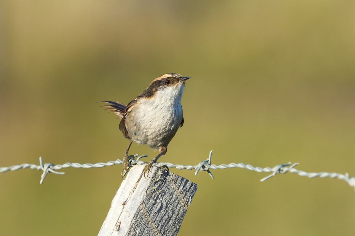 Thorn-tailed Rayadito - ML646862719