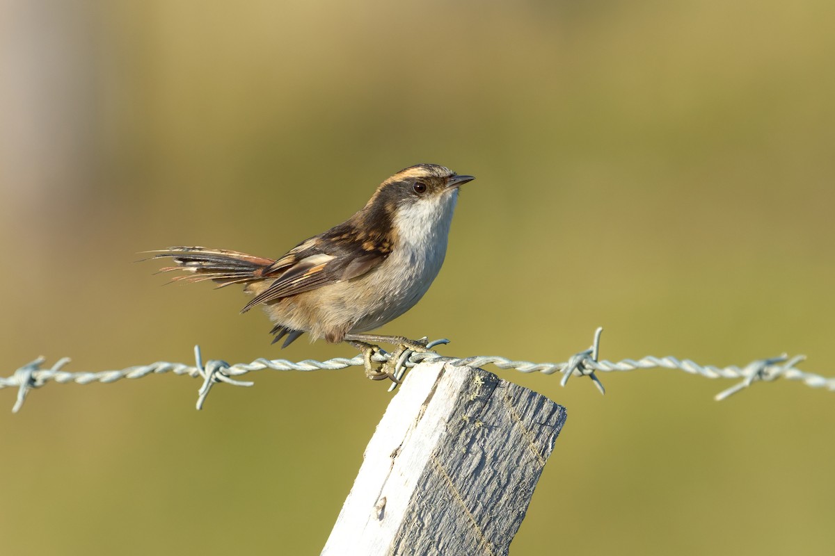 Thorn-tailed Rayadito - ML646862720