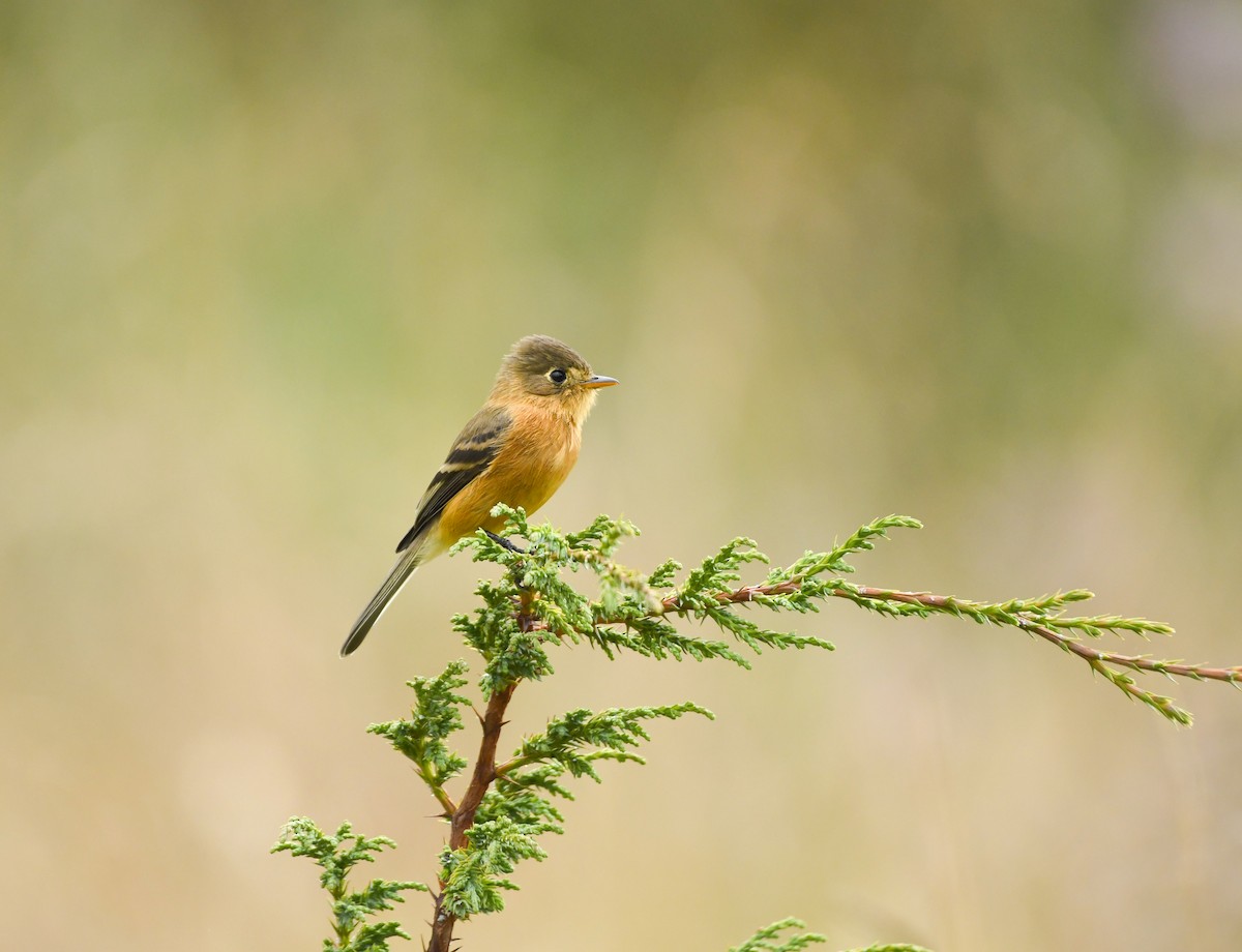 Buff-breasted Flycatcher - ML646862722