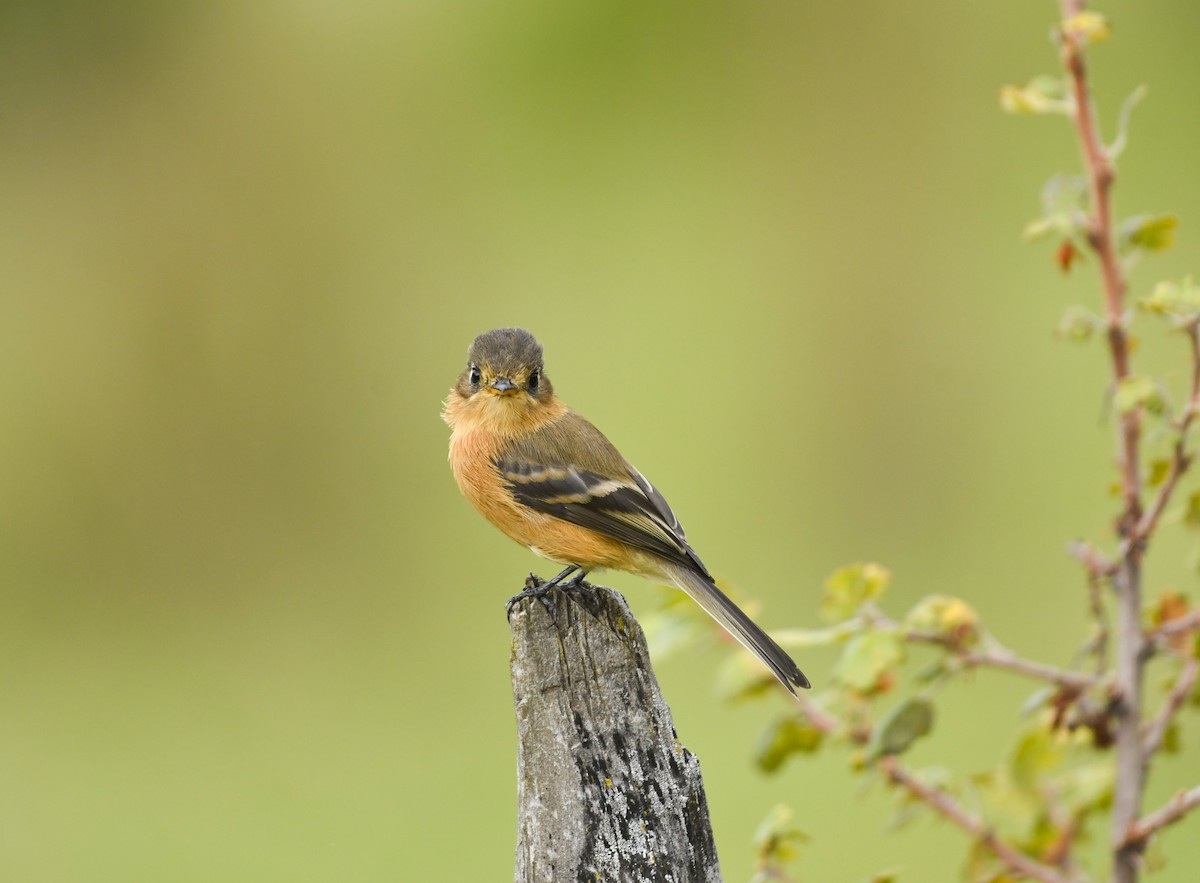 Buff-breasted Flycatcher - ML646862724