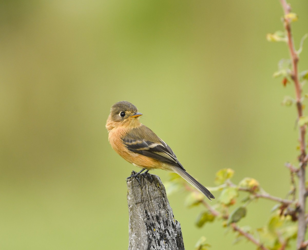 Buff-breasted Flycatcher - ML646862725