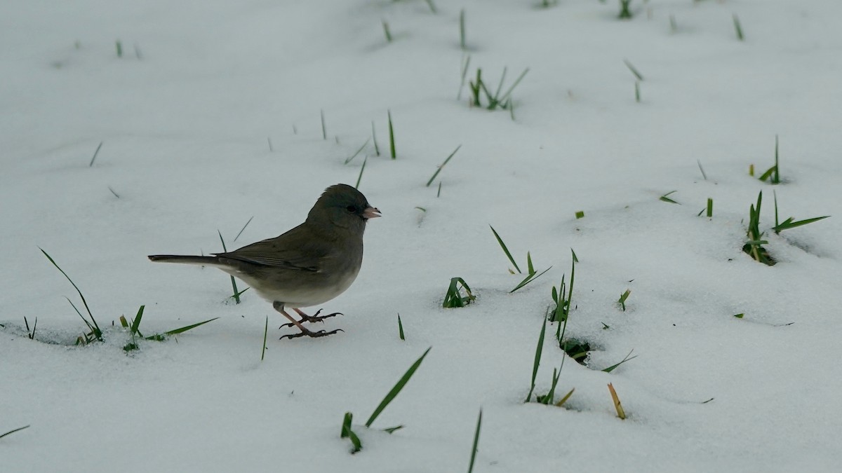 Dark-eyed Junco - ML646862726