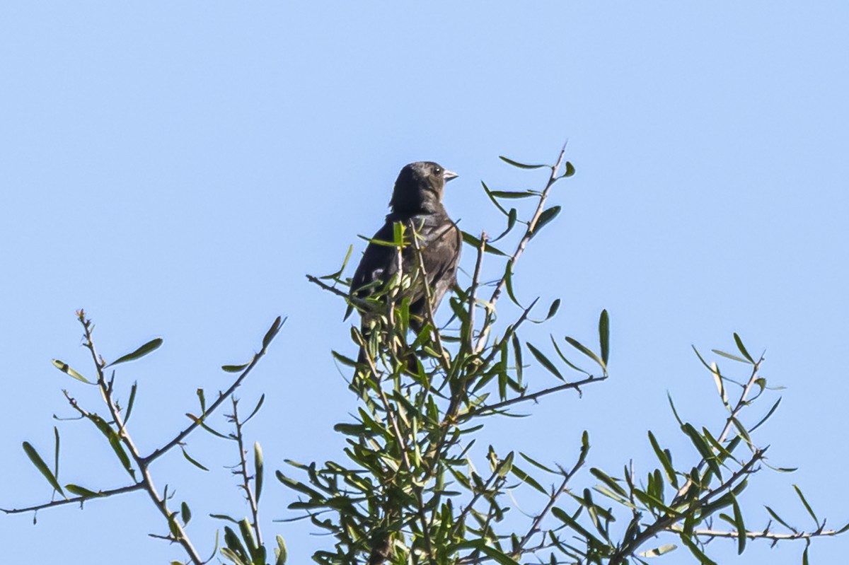 Shiny Cowbird - ML646862727