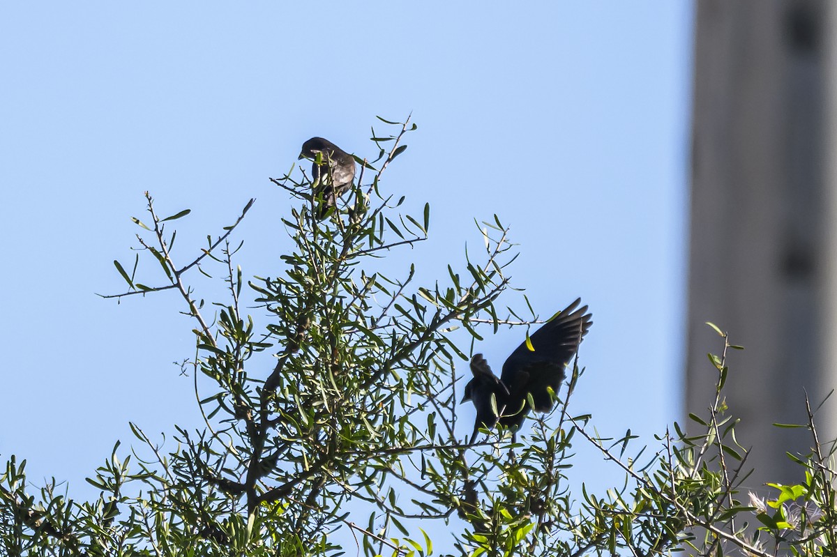 Shiny Cowbird - ML646862729