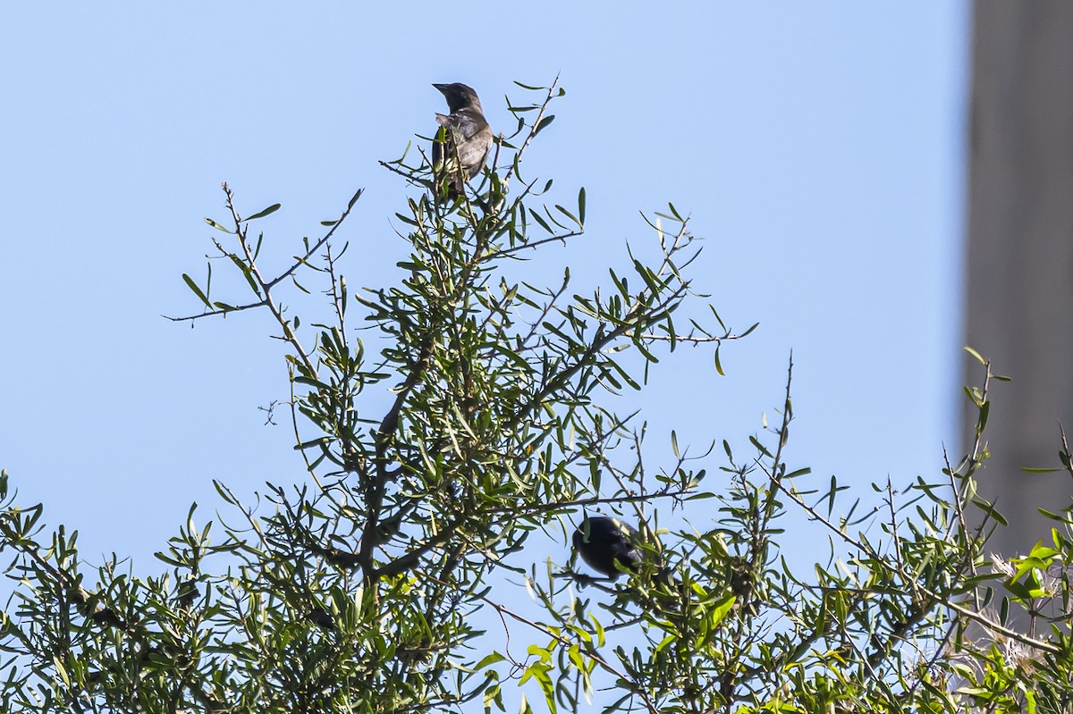 Shiny Cowbird - ML646862730