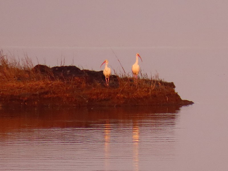 White Ibis - ML646862731