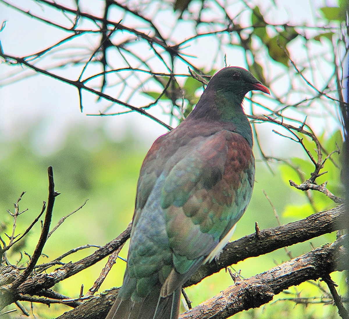 New Zealand Pigeon - ML646862732