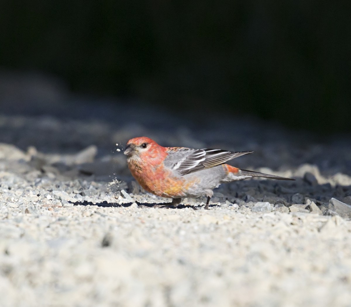 Pine Grosbeak - ML646862733