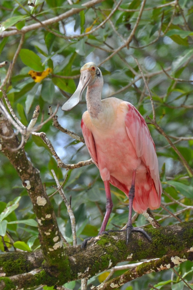 Roseate Spoonbill - ML646862734