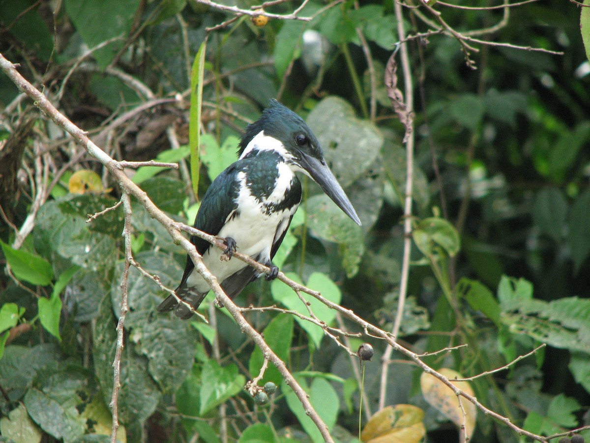 Amazon Kingfisher - ML646862735