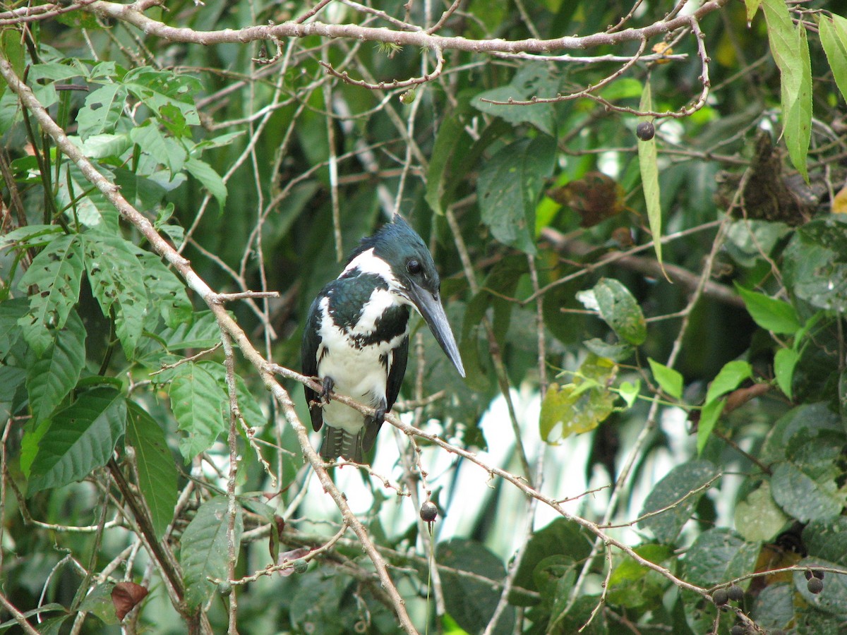 Amazon Kingfisher - ML646862736