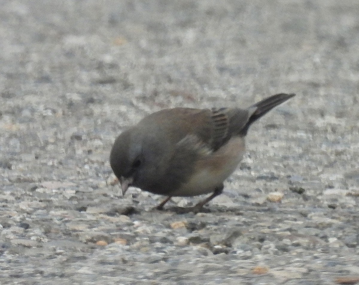 Junco Ojioscuro (Pizarroso/Cismontano) - ML646862737