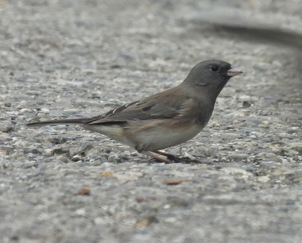 Junco Ojioscuro (Pizarroso/Cismontano) - ML646862738